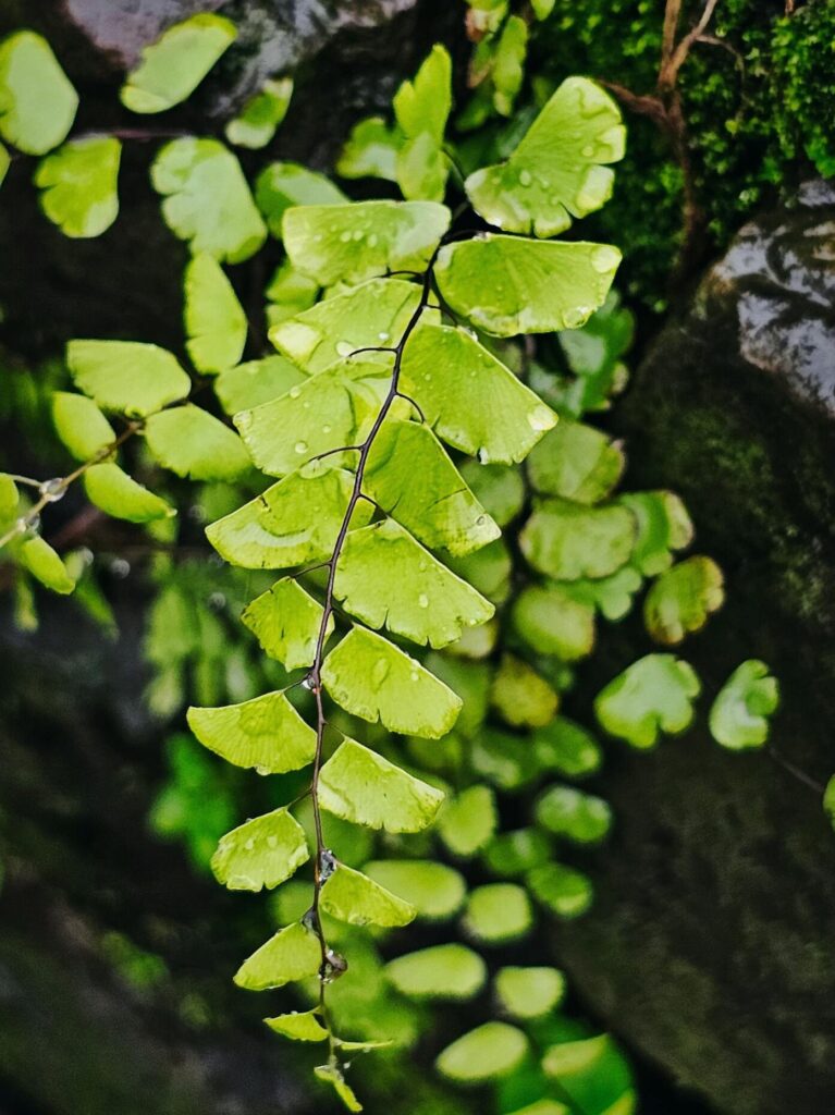 close-up-of-fresh-green-fern-leaves-growing-on-a-rock-wall-in-ambaghat-india.-28836499-scaled-edited-767x1024